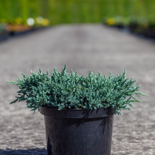 Juniperus squamata 'Blue Star' cont. 5L 25/+ cm