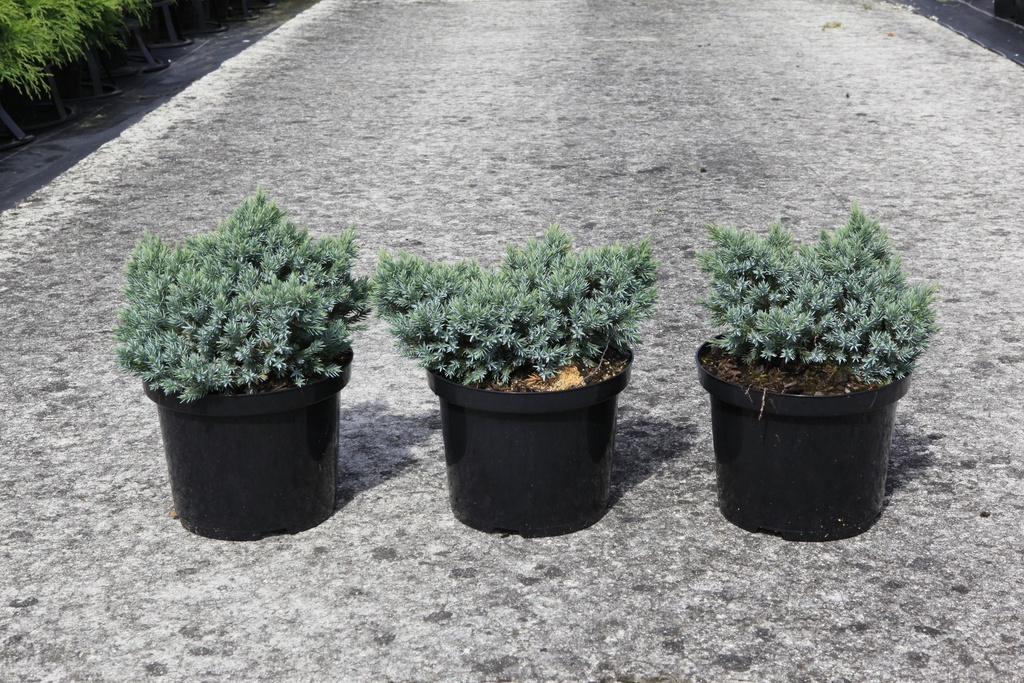 Juniperus squamata 'Blue Star' cont. 5L 25/+ cm