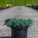 Juniperus squamata 'Blue Star' cont. 5L 25/+ cm