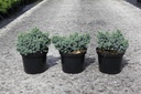 Juniperus squamata 'Blue Star' cont. 5L 25/+ cm