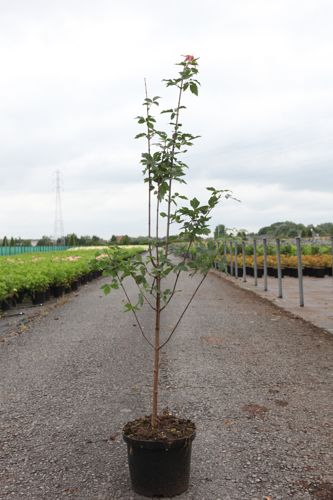 [P] Acer griseum cont. 5L 80-100 cm +ф