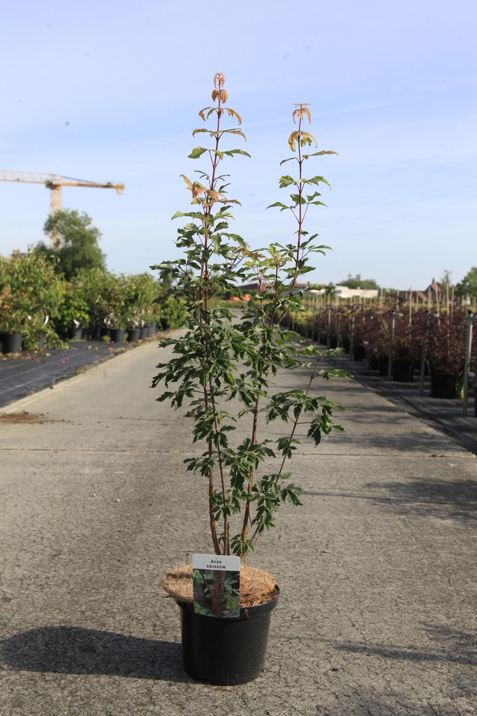 [P] Acer griseum cont. 5L 80-100 cm +ф