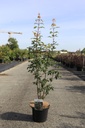 Acer griseum cont. 5L 80-100 cm +ф