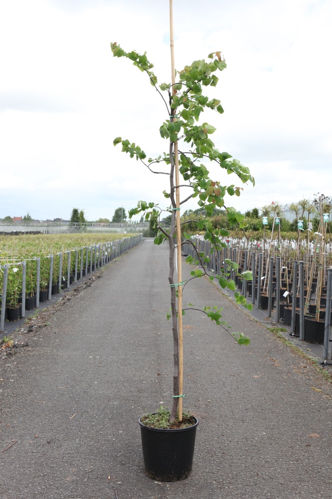 Cercis canadensis 'Cascading Hearts' cont. 15L 125-150 cm junger Baum +B