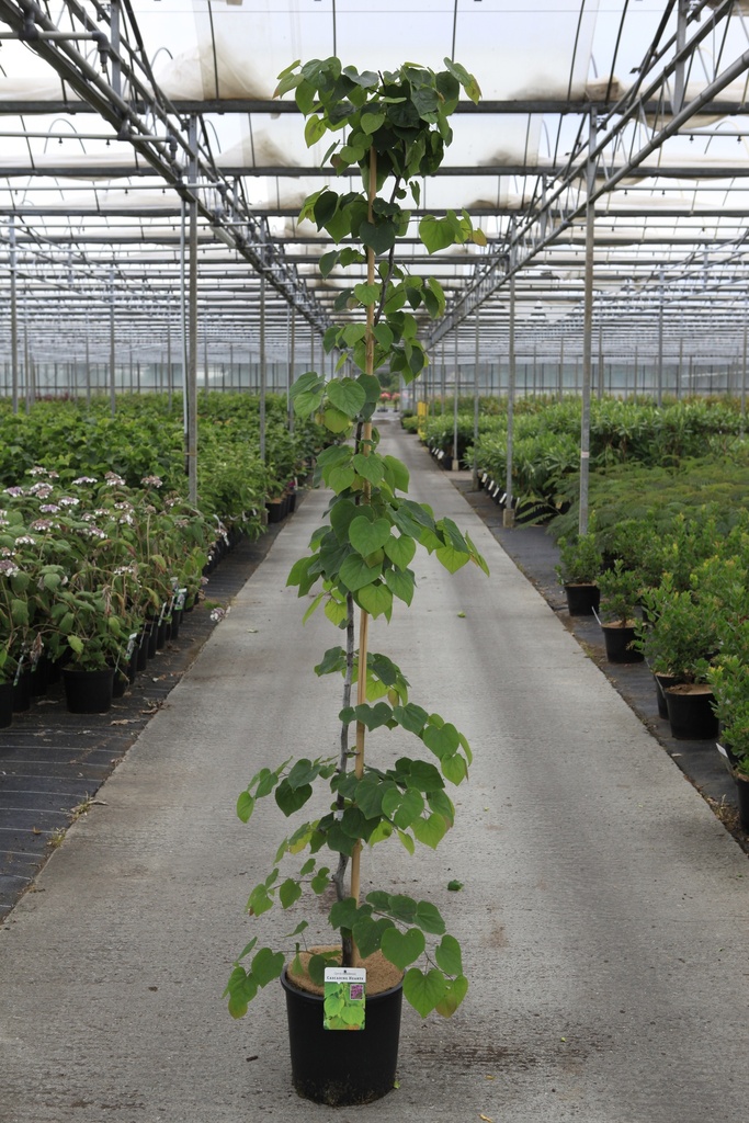 Cercis canadensis 'Cascading Hearts' cont. 15L 175-200 cm feathered +p