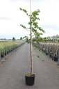 Cercis canadensis 'Cascading Hearts' cont. 15L 175-200 cm baliveau +p