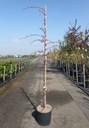 Cercis canadensis 'Cascading Hearts' cont. 15L 175-200 cm feathered +ф