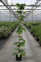 Cercis canadensis 'Cascading Hearts' cont. 15L 175-200 cm feathered +p