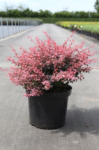 [P] Berberis thunbergii 'Inspiration' (PBR) cont. 10L 40-50 cm +p