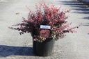 Berberis thunbergii 'Inspiration' (PBR) cont. 10L 40-50 cm +f