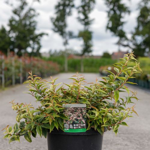 [P] Leucothoe fontanesiana 'Makijaz' (PBR) cont. 10L 40-50 cm +p