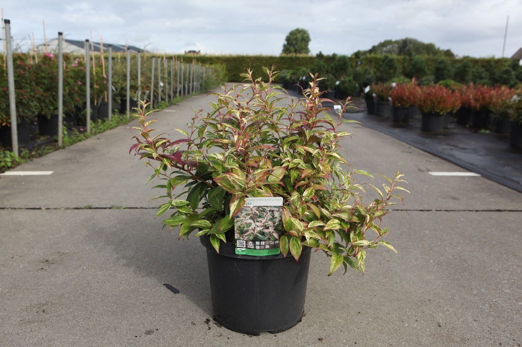 Leucothoe fontanesiana 'Makijaz' (PBR) cont. 10L 40-50 cm +p