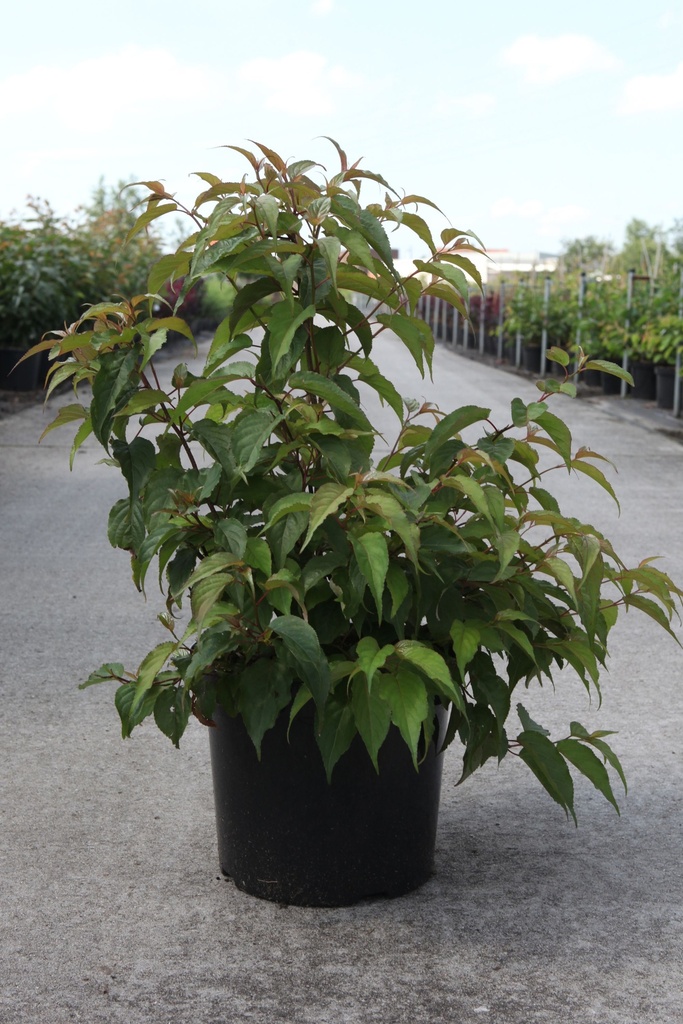 Stachyurus chinensis 'Celina' cont. 10L 60-80 cm +ф