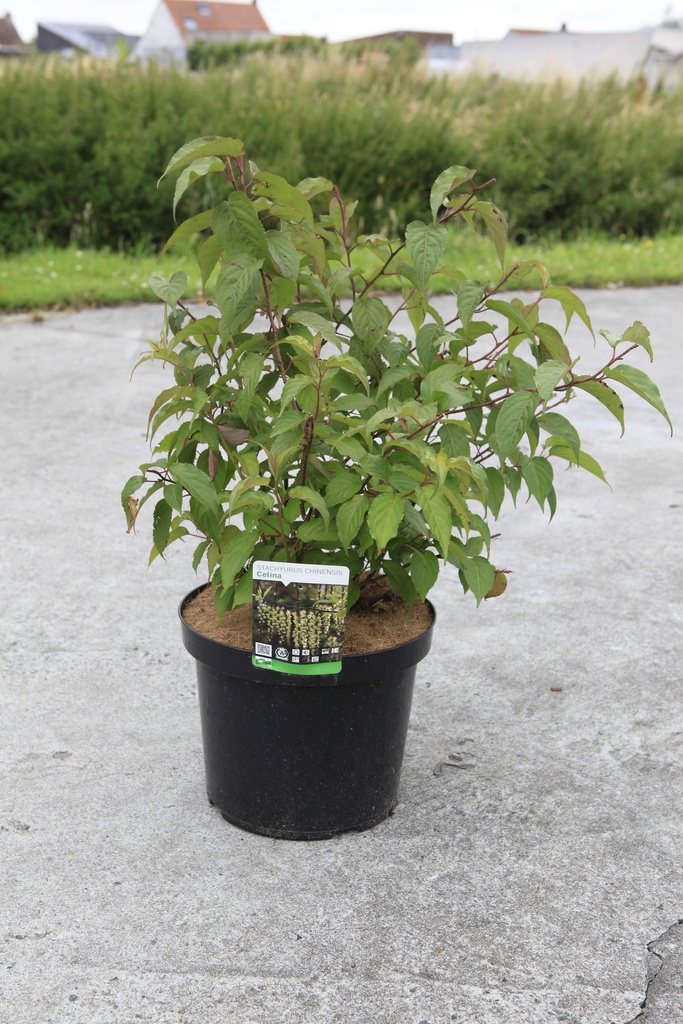 [P] Stachyurus chinensis 'Celina' cont. 10L 60-80 cm +ф