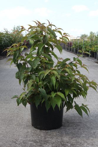 [P] Stachyurus chinensis 'Celina' cont. 10L 60-80 cm +p