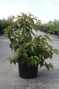 Stachyurus chinensis 'Celina' cont. 10L 60-80 cm +B