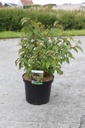 Stachyurus chinensis 'Celina' cont. 10L 60-80 cm +f