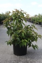 Stachyurus chinensis 'Celina' cont. 10L 60-80 cm +p
