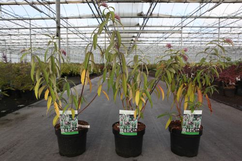 Rostrinucula dependens HAPPY® 'Cascade' cont. 3,6L 40/+ cm +ф