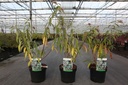 Rostrinucula dependens HAPPY® 'Cascade' cont. 3,6L 40/+ cm +p