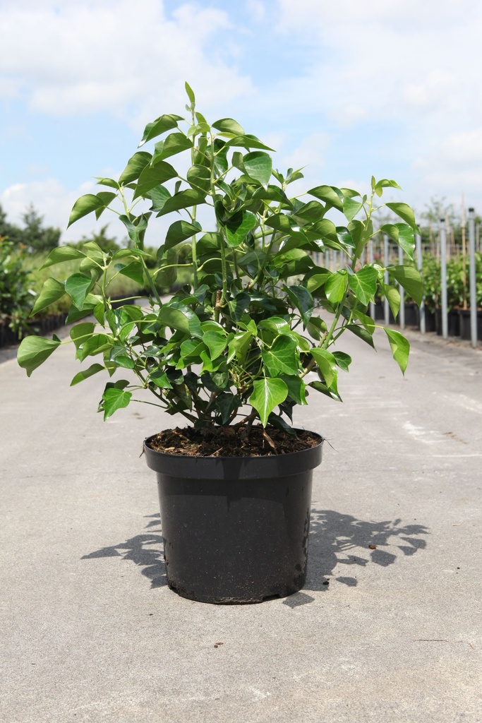 [P] Hedera helix 'Arborescens' cont. 10L 50/+ cm +ф