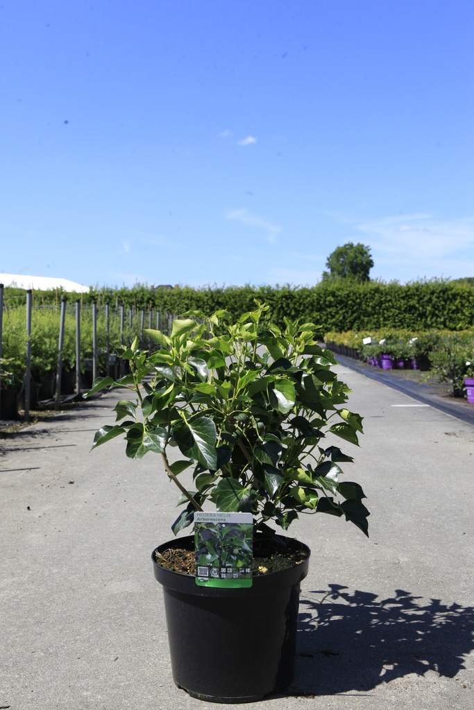 [P] Hedera helix 'Arborescens' cont. 10L 50/+ cm +ф