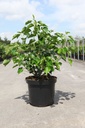 Hedera helix 'Arborescens' cont. 10L 50/+ cm +ф