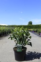 Hedera helix 'Arborescens' cont. 10L 50/+ cm +f
