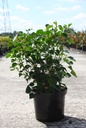 Hedera helix 'Arborescens' cont. 10L 50/+ cm +p