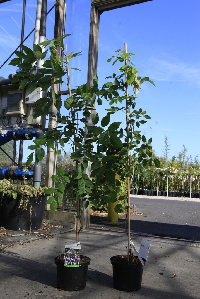 [P] Wisteria brachybotrys 'Okayama' cont. 5L 150/+ cm (bleu) +p