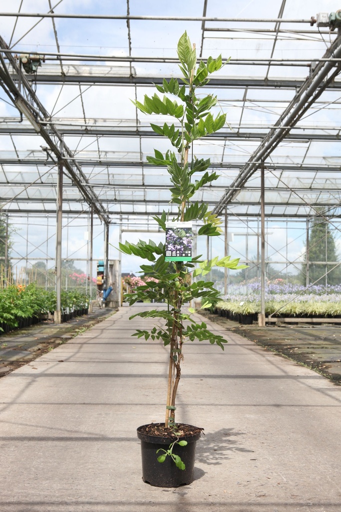 Wisteria brachybotrys 'Okayama' cont. 5L 150/+ cm (blue) +ф