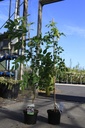 Wisteria brachybotrys 'Okayama' cont. 5L 150/+ cm (blue) +p