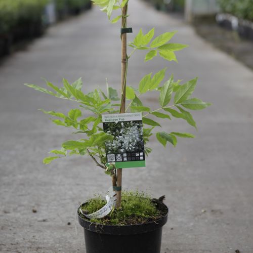 [P] Wisteria brachybotrys 'Kapiteyn Fuji' cont. 5L 150/+ cm (weiss) +B