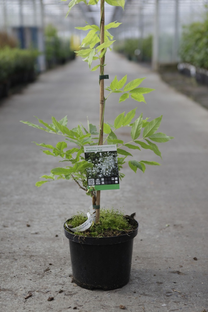 Wisteria brachybotrys 'Kapiteyn Fuji' cont. 5L 150/+ cm (wit) +f