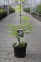 Wisteria brachybotrys 'Kapiteyn Fuji' cont. 5L 150/+ cm (wit) +f