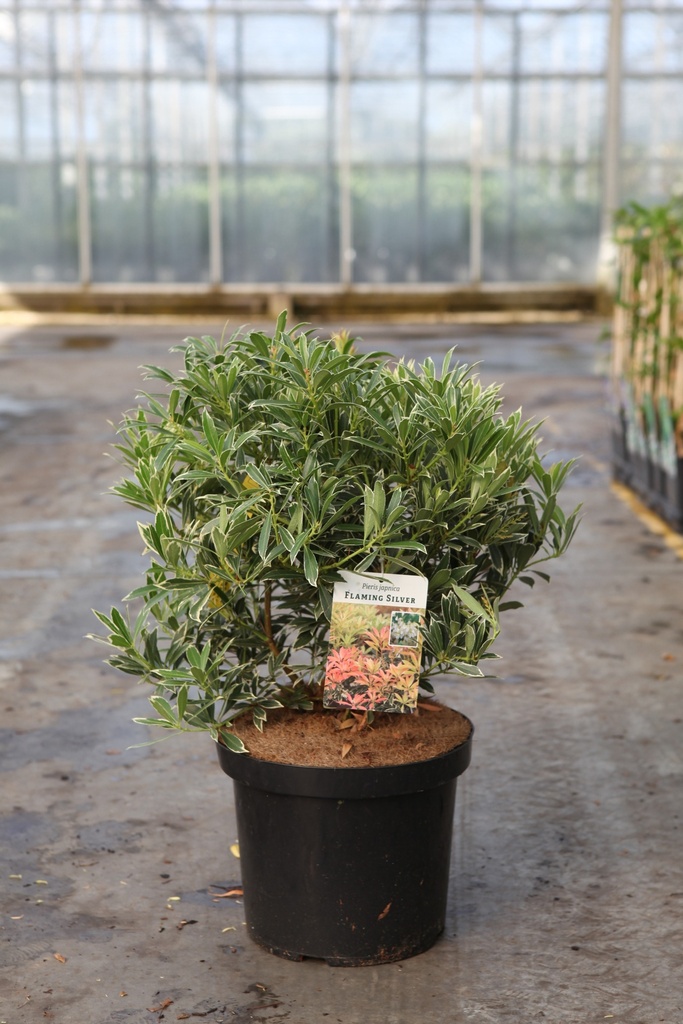 [P] Pieris japonica 'Flaming Silver' cont. 10L 50-60 cm +ф
