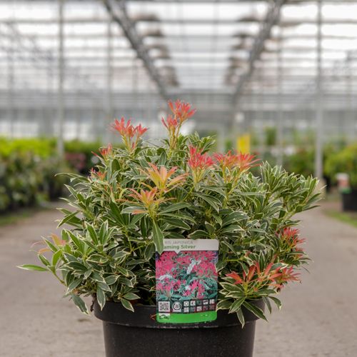 Pieris japonica 'Flaming Silver' cont. 10L 50-60 cm +B