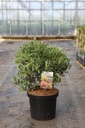 Pieris japonica 'Flaming Silver' Kont. 10L 50-60 cm +B