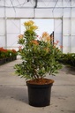 Pieris japonica 'Flaming Silver' cont. 10L 50-60 cm +f
