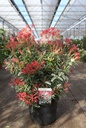 Pieris japonica 'Flaming Silver' cont. 10L 50-60 cm +p