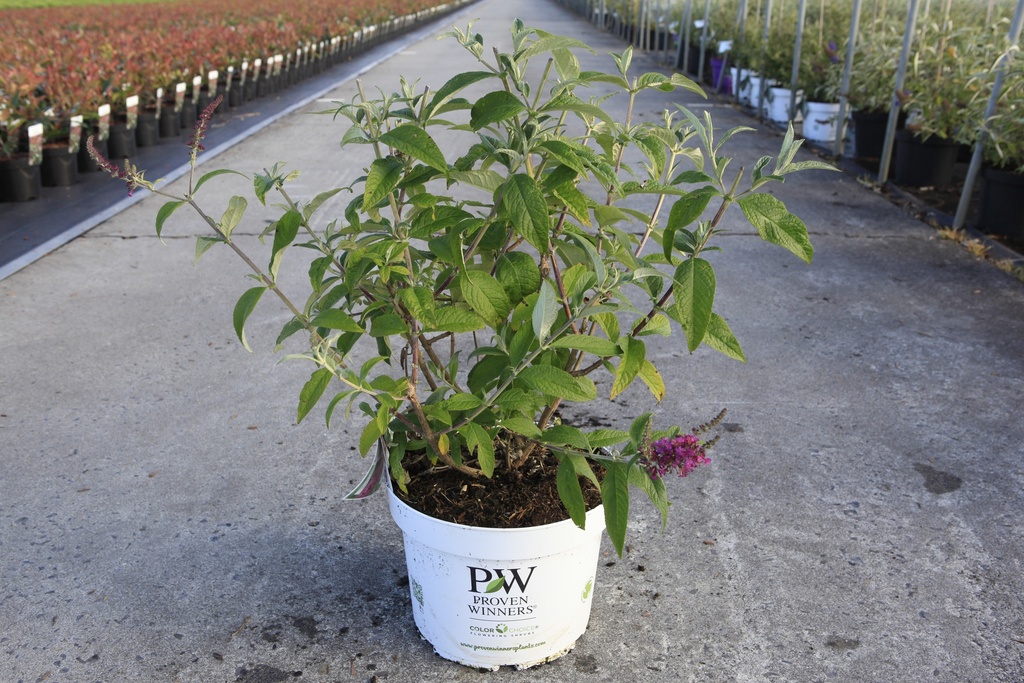 [P] Buddleja Proven Winners® 'Miss Ruby' (PBR) cont. 10L deco 50-60 cm +p