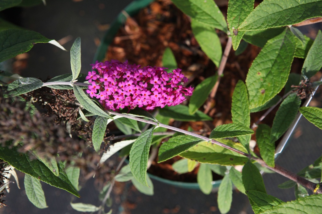 Buddleja davidii Proven Winners® 'Miss Ruby' (PBR) cont. 10L deco 50-60 cm +f
