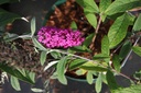 Buddleja Proven Winners® 'Miss Ruby' (PBR) cont. 10L déco 50-60 cm +p