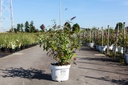 Buddleja Proven Winners® 'Miss Ruby' (PBR) cont. 10L deco 50-60 cm +ф