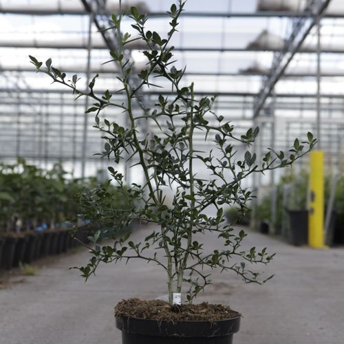 Poncirus trifoliata cont. 10L 80-100 cm +p