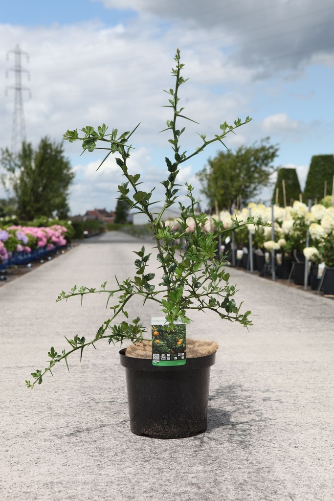 Poncirus trifoliata cont. 10L 80-100 cm +p
