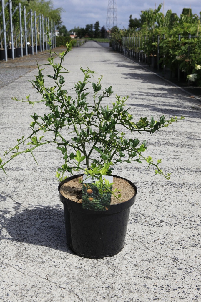 [P] Poncirus trifoliata cont. 10L 80-100 cm +p