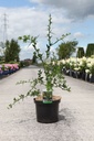 Poncirus trifoliata cont. 10L 80-100 cm +p