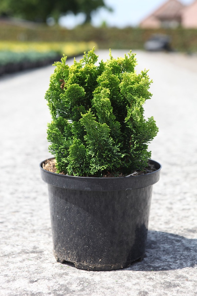 Chamaecyparis obtusa 'Meroki Twin' cont. 5L 25/+ cm