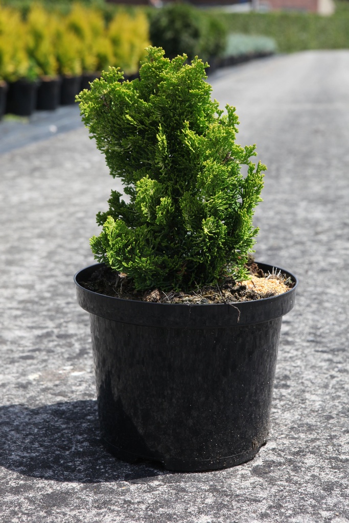 Chamaecyparis obtusa 'Meroki Twin' cont. 5L 25/+ cm